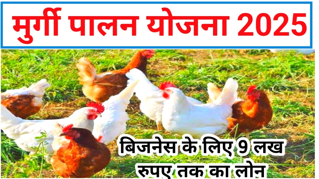 Murgi Palan Loan Yojana Online:सरकार मुर्गी पालन के लिए लोन दे रही है ₹900000 तक केवल कुछ मिनट में पाए रजिस्ट्रेशन शुरू,Best 🔥