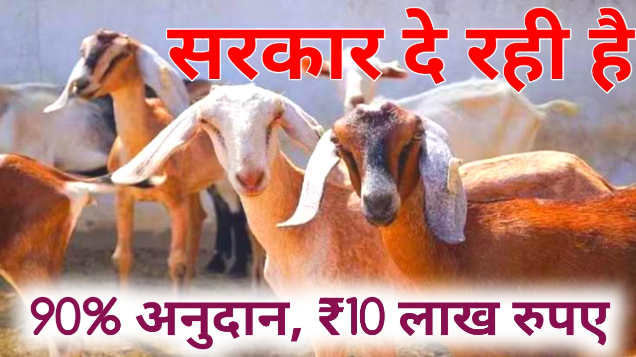 Bakri Palan Loan Yojana 2026:सरकार दे रही युवाओं को बकरी पालन पर 90% सब्सिडी का अनुदान जल्द करें आवेदन, Best 📢👇