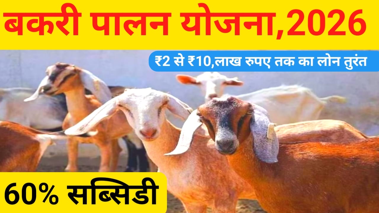 Bihar Bakri Palan Yojana 2026 Online:अब सरकार दे रही है 100 बकरी पालन पर 60% तक की सब्सिडी ₹10 लाख रुपए का लोन तुरंत मिलेगा,